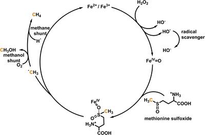 Methane Production and Bioactivity-A Link to Oxido-Reductive Stress